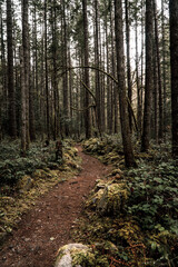 Fototapeta premium path in the forest