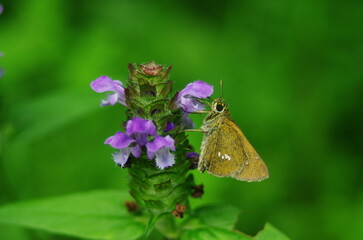 ウツボグサとセセリチョウ