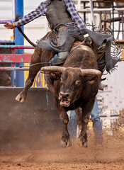 Cowboy Rides Wild Bull At Rodeo