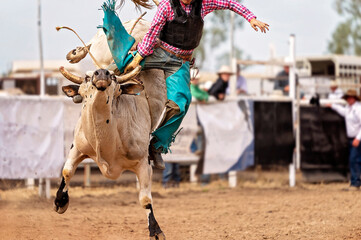 Fototapeta na wymiar Rider Leaps Off Bucking Bull At Rodeo