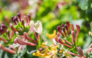 Floral background. Pink Honeysuckle buds and flowers in a sunny garden. Lonicera caprifolium,...