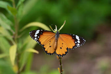 Closeup view of a butterfly resting on leaf