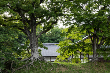 石垣と木々　Landscape