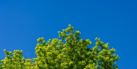 Branches and bright green foliage of a tree against a blue sky.
