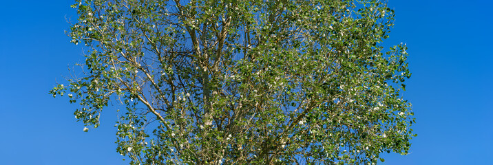 Branches and foliage of a tall tree against a blue sky.