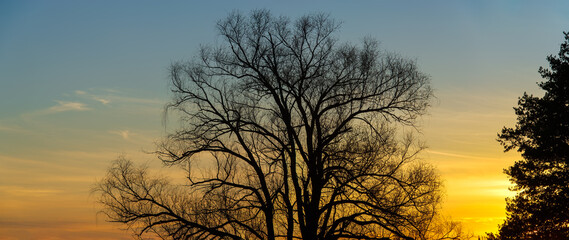 Branches and trunk of a dry tree in the evening at sunset.