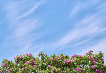 ハマナスと青空 / Rosa rugosa and blue sky
