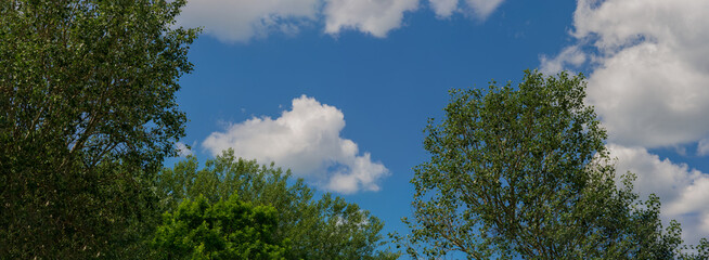 Branches of a tree against the background of clouds on a blue sky on a sunny day.
