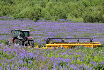 Tractor mower on a field sown with siderates on a summer day