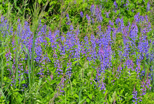 Flowering phacelia siderate on a summer day