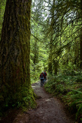 Obraz premium hiking in the woods