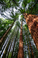 Obraz premium trees in the forest