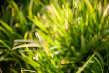 Green leaves blackground, Blur for copy 