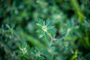 Green leaves blackground, Blur for copy 