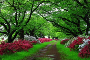 岩手県北上市　ツツジが咲く展勝地の初夏の風景