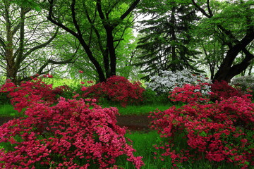 岩手県北上市　ツツジが咲く展勝地の初夏の風景