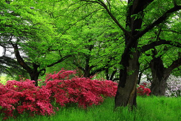岩手県北上市　ツツジが咲く展勝地の初夏の風景