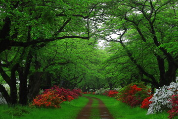 岩手県北上市　ツツジが咲く展勝地の初夏の風景