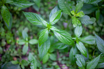 Green leaves blackground, Blur for copy 