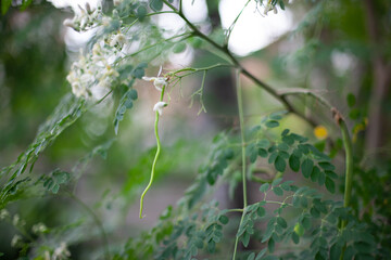 Green leaves blackground, Blur for copy 