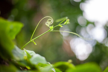 Green leaves blackground, Blur for copy 