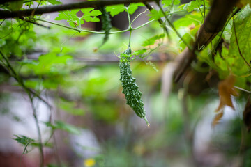 Green leaves blackground, Blur for copy 