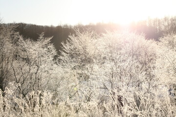 Obraz premium 樹氷1