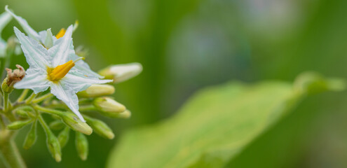 Flowers of Eggplant/brinjal in the vegetable garden
