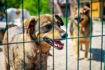 Dog in animal shelter waiting for adoption. Portrait of homeless dog in animal shelter cage.