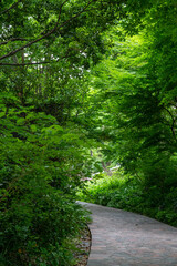 Summer flowers and green leaves at Tokyo city centre