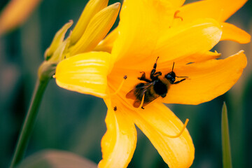 A bumblebee crawls out of an orange lily. Sunny summer day. High quality photo with blurred background. Place for text