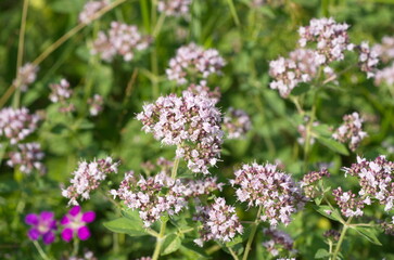 Oregano (Lat. Origanum vulgare) blooms in a meadow on a summer day