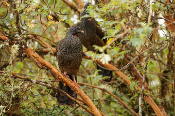 Andean Guan - Penelope montagnii gamefowl bird in Cracidae, subfamily Penelopinae, highlands of the Andes in Venezuela and Colombia through Ecuador and Peru to Bolivia and Argentina