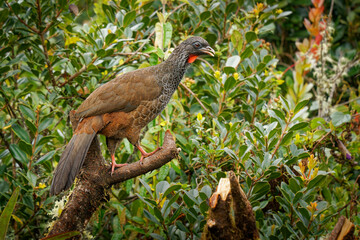 Andean Guan - Penelope montagnii gamefowl bird in Cracidae, subfamily Penelopinae, highlands of the Andes in Venezuela and Colombia through Ecuador and Peru to Bolivia and Argentina