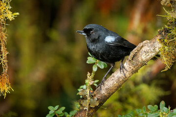 Glossy Flowerpiercer - Diglossa lafresnayii black