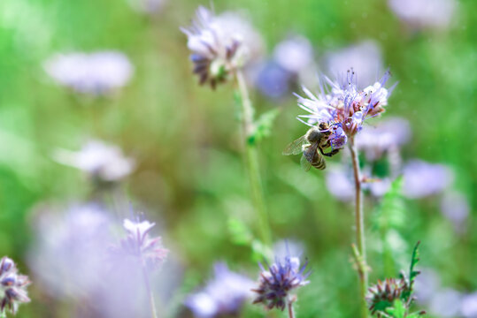 The bee flies up to the phacelia flower.