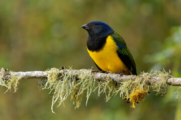 Black-chested Mountain-Tanager - Cnemathraupis eximia black and yellow bird in Thraupidae, found in Colombia, Ecuador, Peru and Venezuela, habitat is subtropical or tropical moist montane forests.