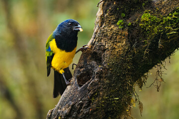 Black-chested Mountain-Tanager - Cnemathraupis eximia black and yellow bird in Thraupidae, found in Colombia, Ecuador, Peru and Venezuela, habitat is subtropical or tropical moist montane forests.