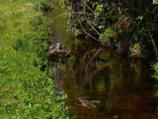Landschaft im Frühling am Fluss Warnau im Dorf Borg, Niedersachsen