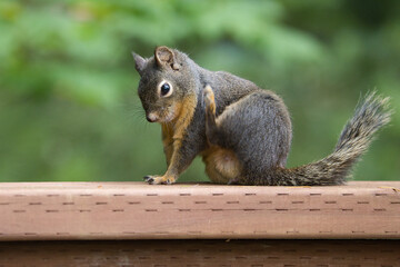 Squirrel scratching an itch on a wood fence.