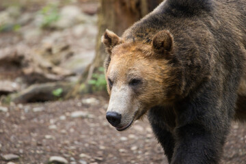 A large brown bear walks through the forest.