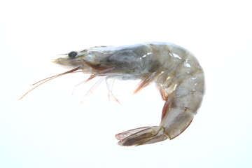 shrimp