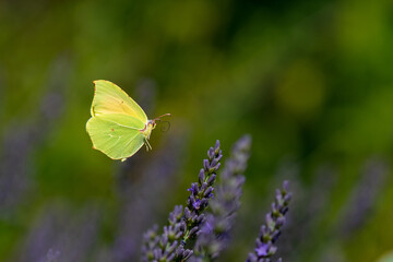 The Provence Citron butterfly or Gonepteryx Cleopatra, Family Pieridae, Subfamily Coliadinae in a lavender field in Provence