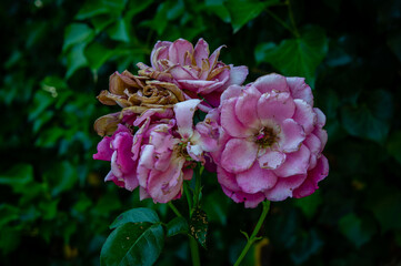 old roses that start to fade like old age and death - illustration and background