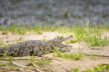 A Nile crocodile resting in the sun