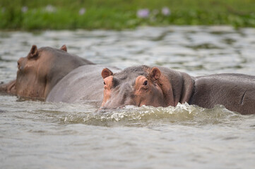 Fototapeta na wymiar A group of Hippos in the water