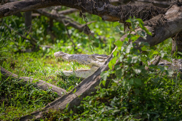 A Nile crocodile resting in the sun