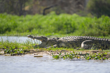 A Nile crocodile resting in the sun