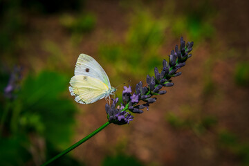 The Marigold or Colias crocea, Family Pieridae, Subfamily Coliadinae in a lavender field in Provence