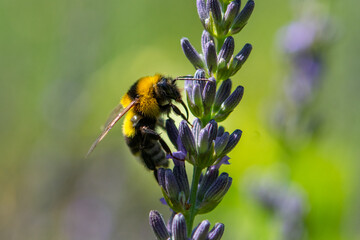A bee forages for lavender flowers in a field in Provence in early summer.